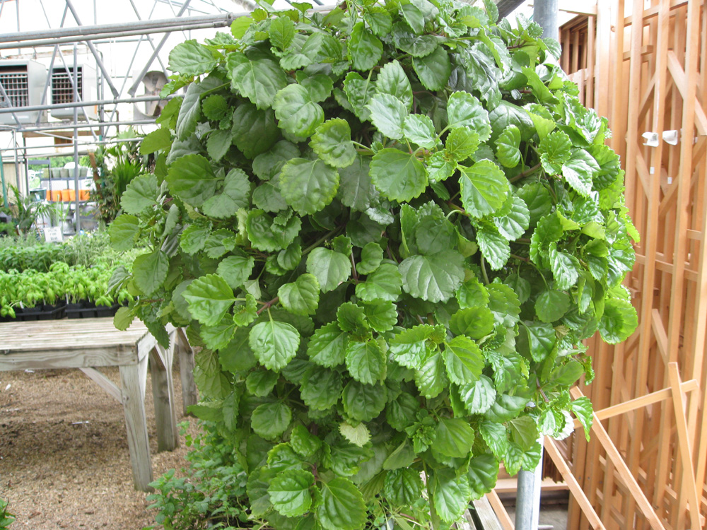 Online Plant Guide Plectranthus Australis Swedish Ivy